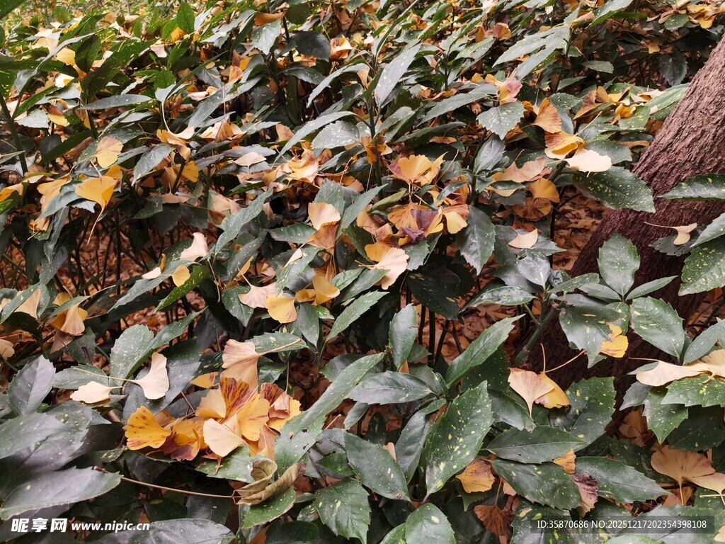 枝头橙花绿叶相映成趣