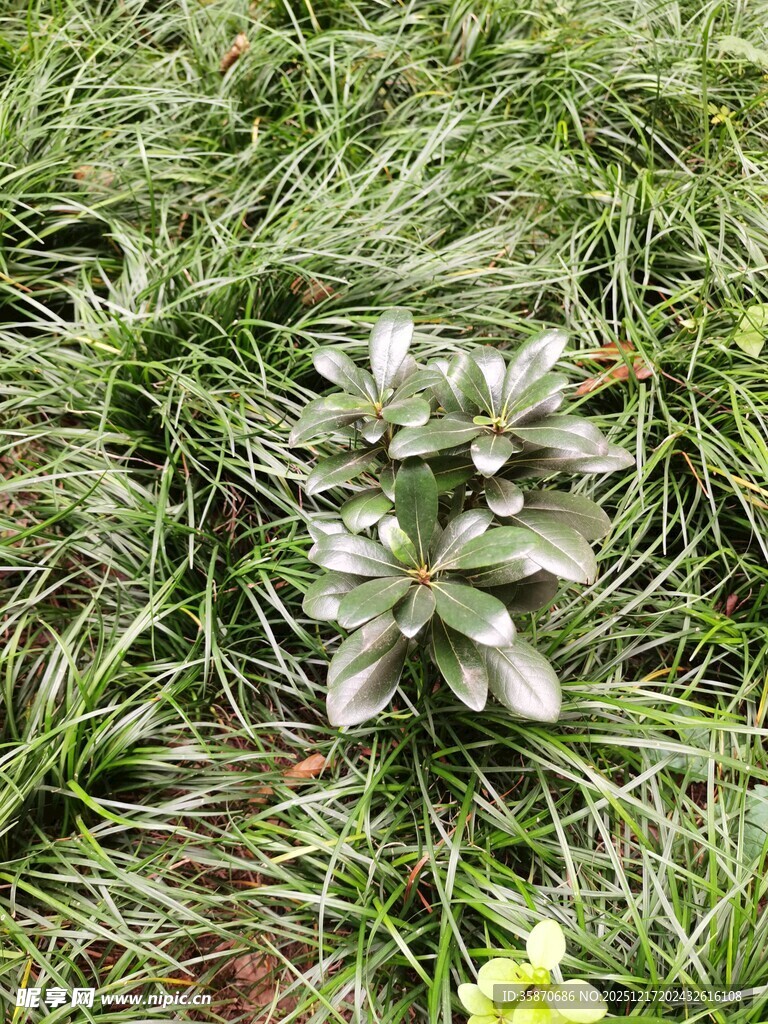 草丛中的嫩绿植物