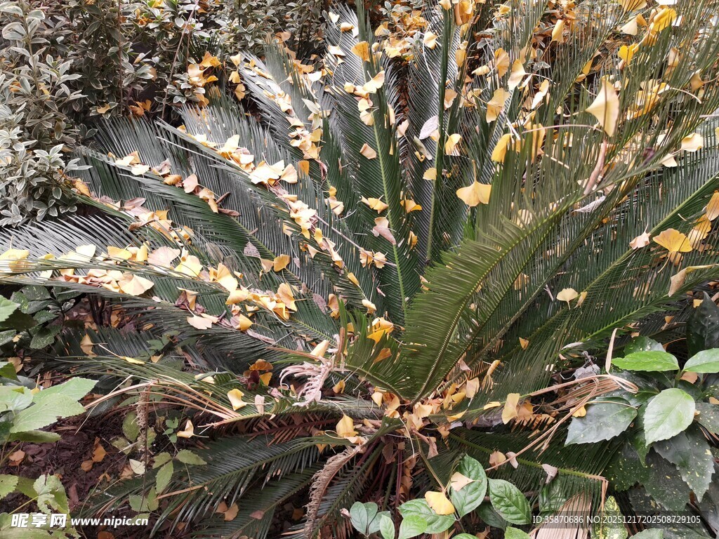 金黄花朵点缀的绿植景观