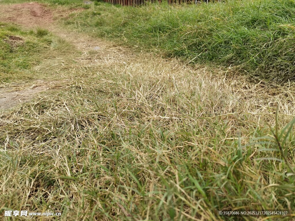 乡间小径旁的茂盛野草