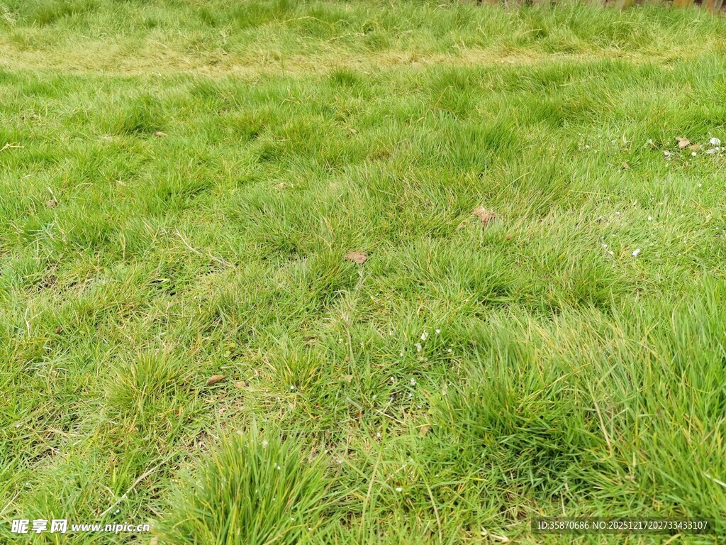 翠绿平整的户外草地
