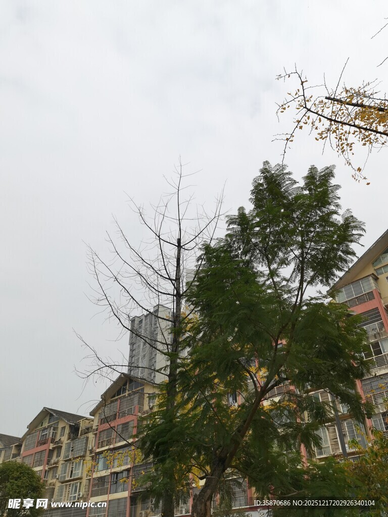 小区内树木与建筑景观