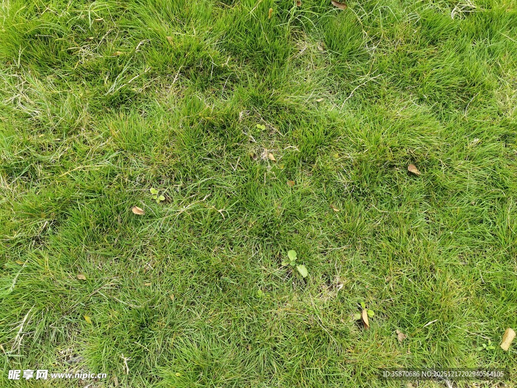 翠绿草地纹理特写