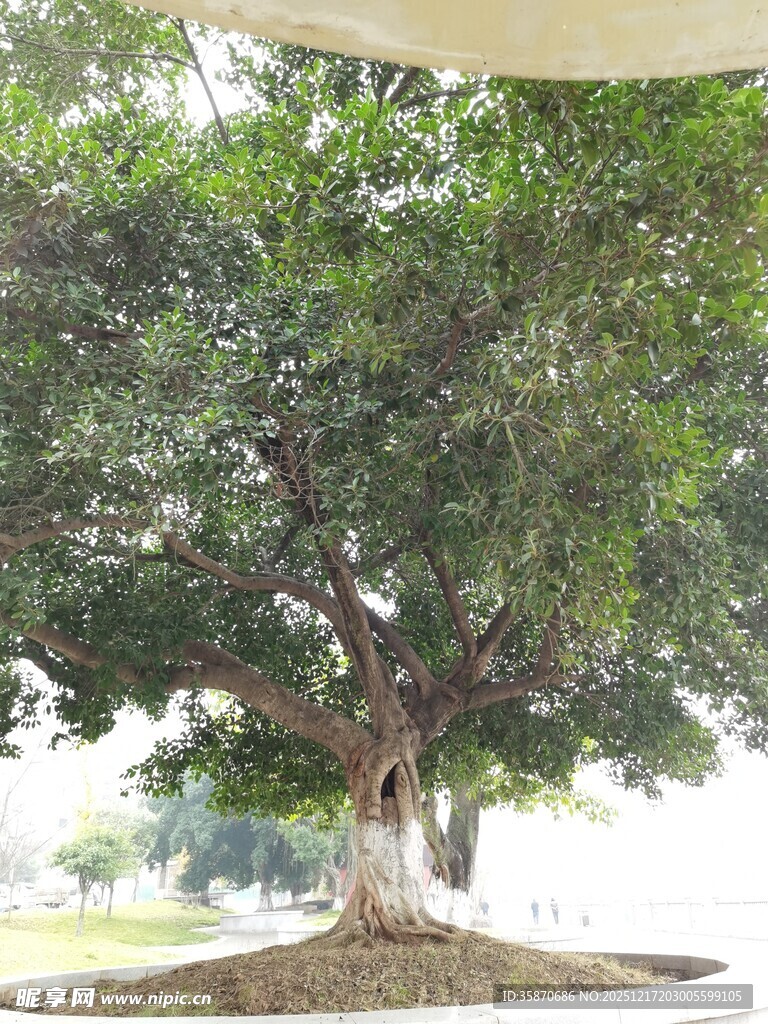 茂盛大树展现自然之美