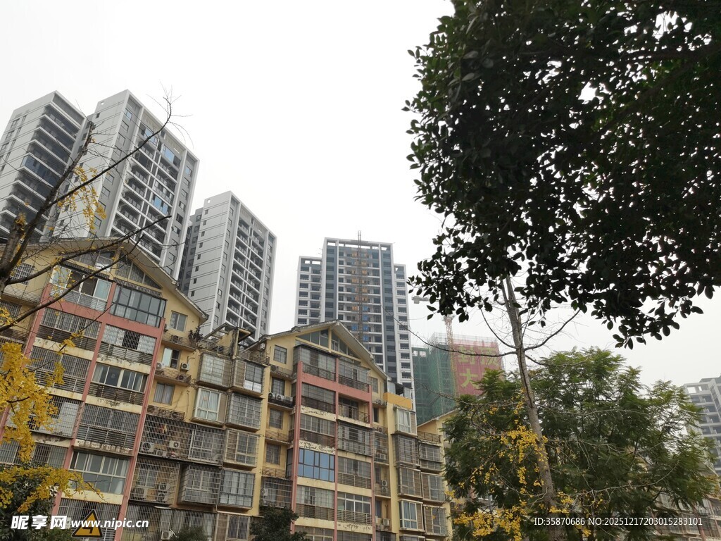 城市中的高楼与绿树景观