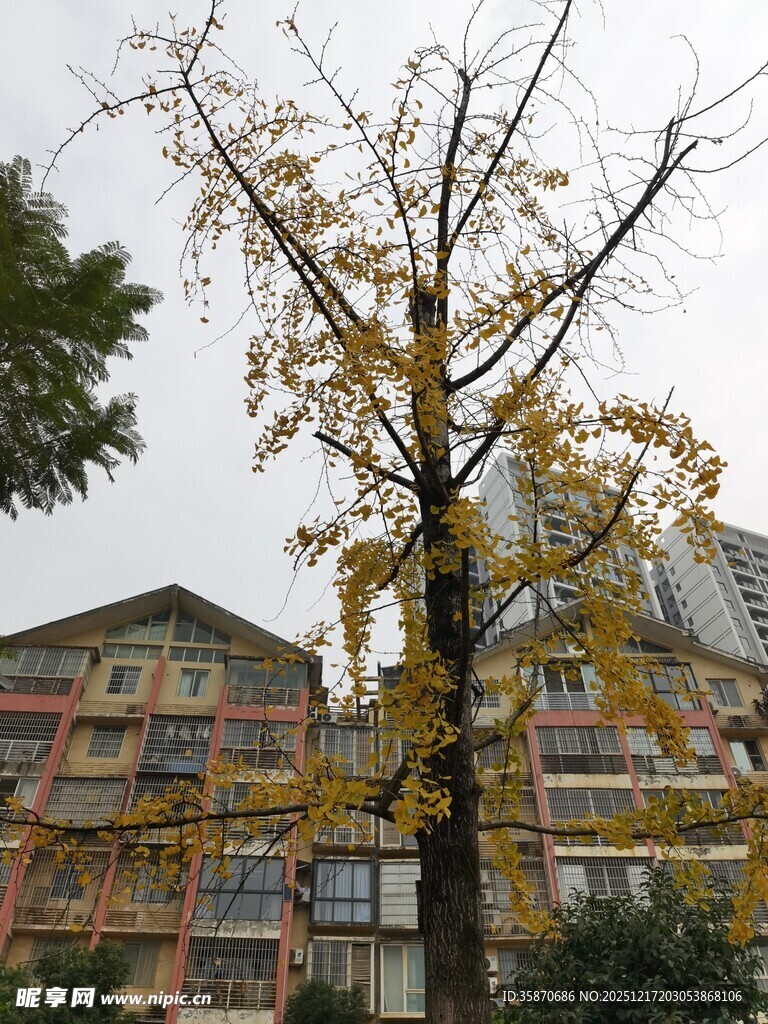 秋日黄叶树旁的居民楼