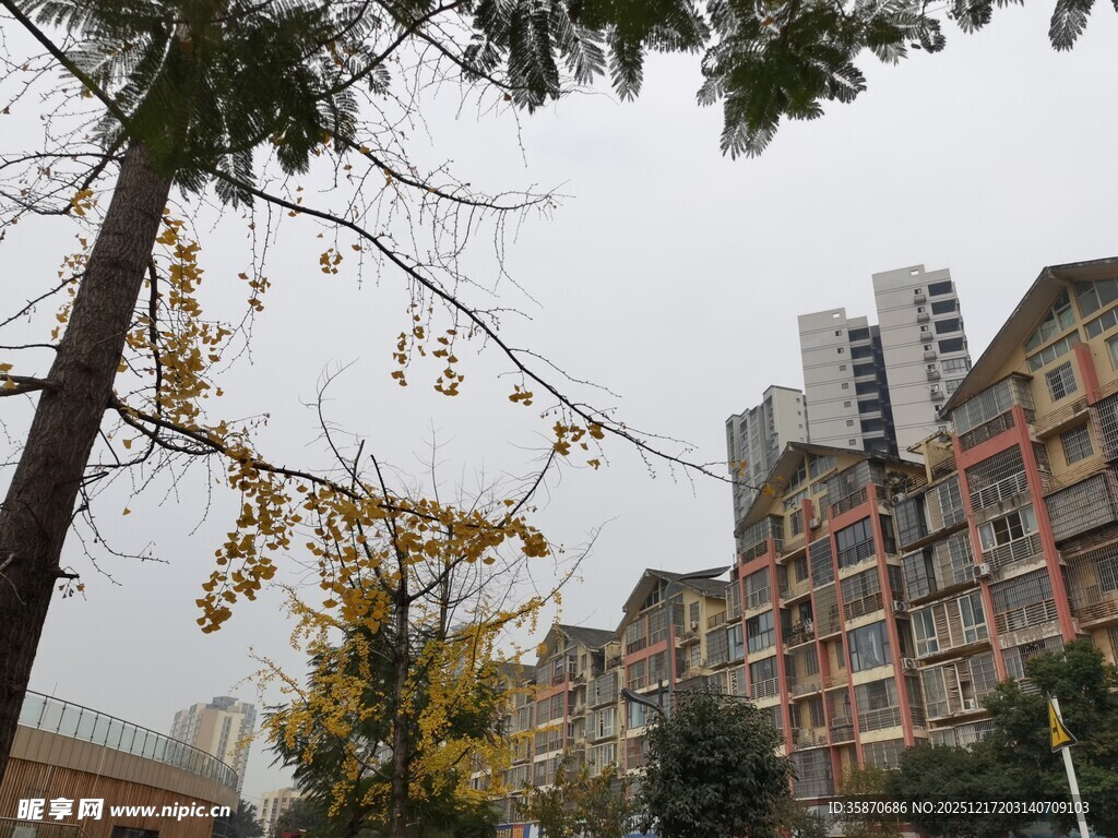 秋日城市小区树木景观