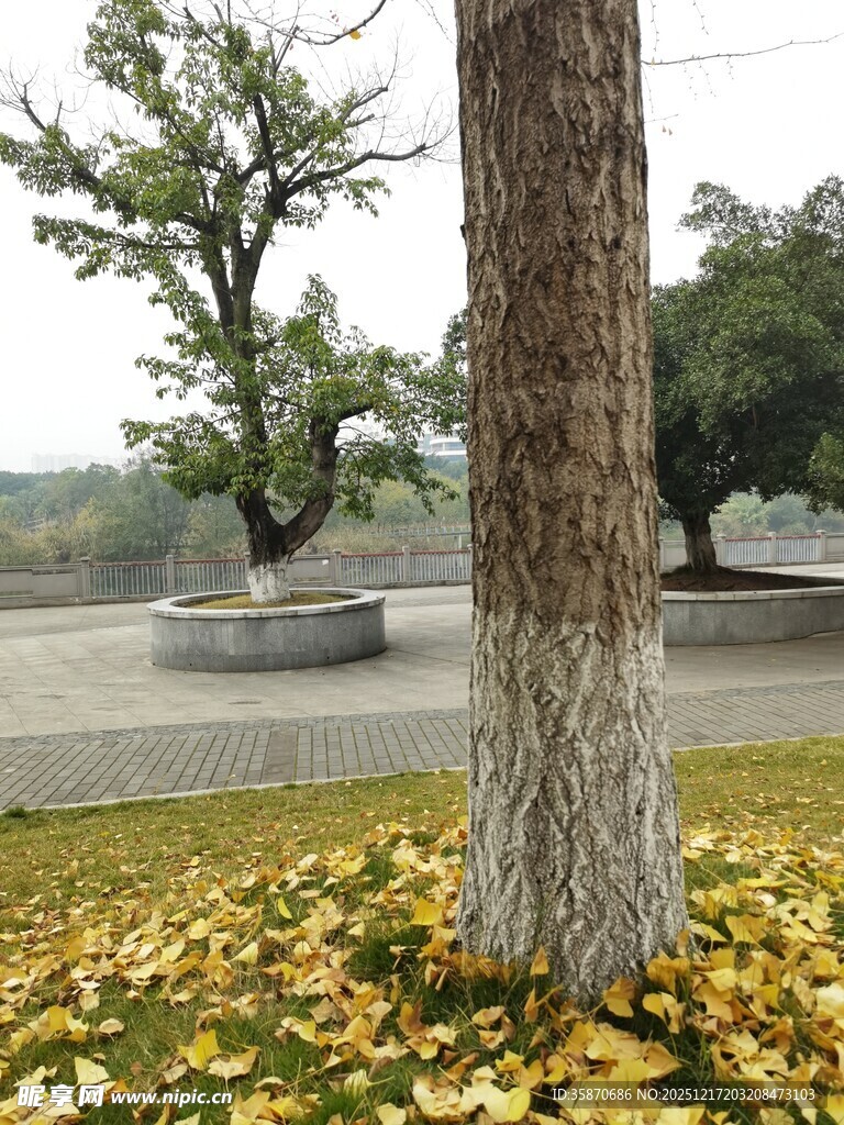 树下秋景落叶铺地