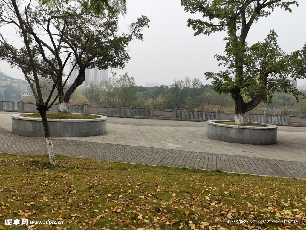 公园中的树木与开阔场地