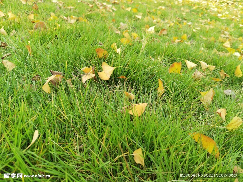 草地上的金黄落叶