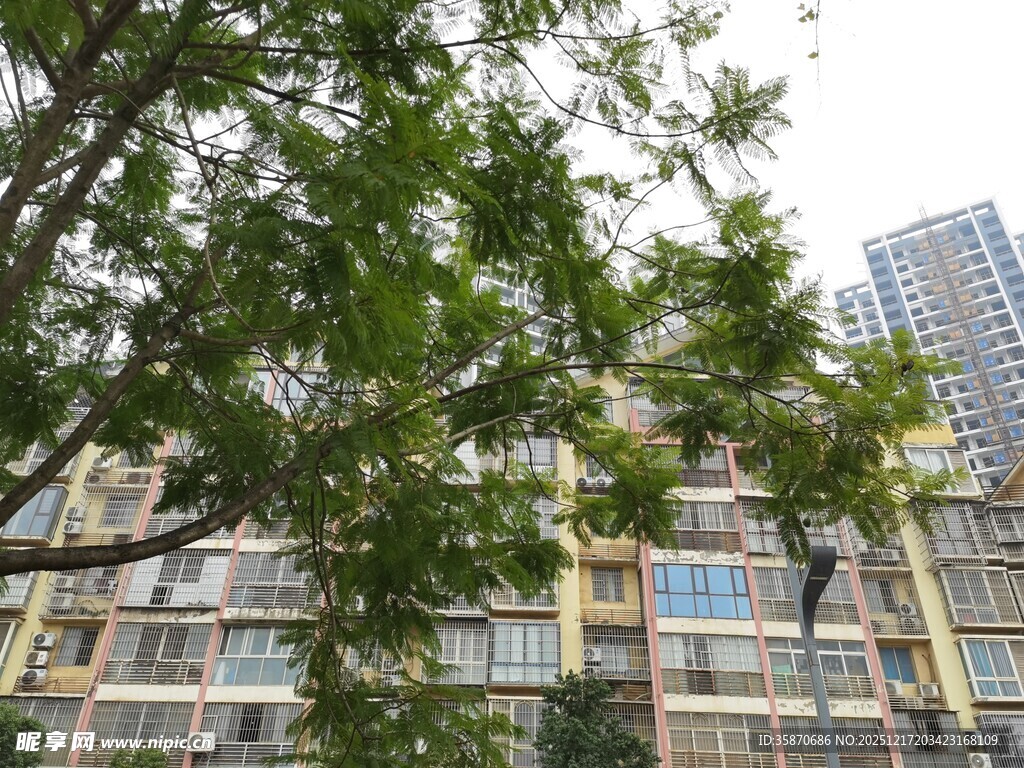 绿树掩映下的城市住宅楼