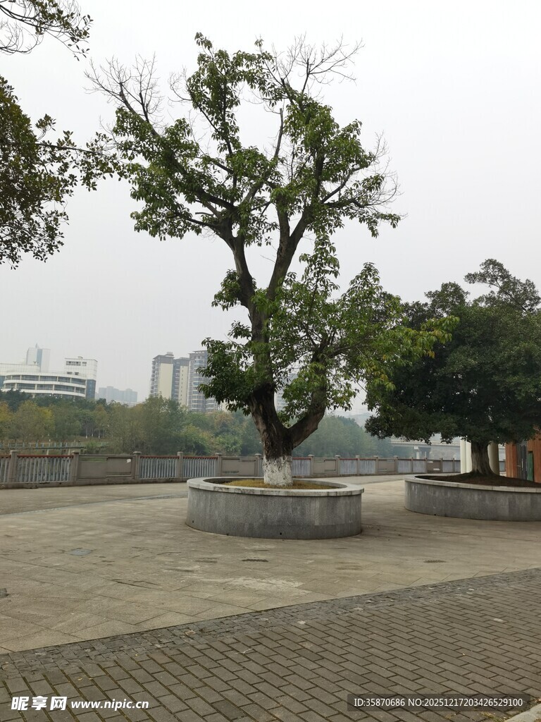 广场中的茂盛大树