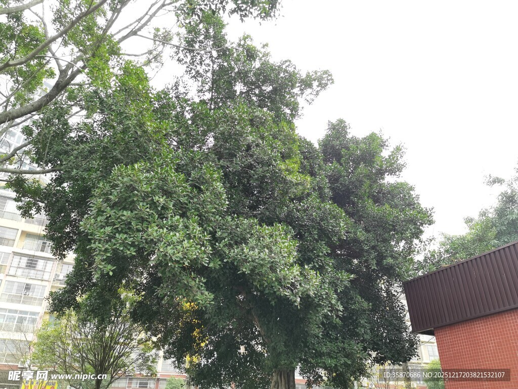 庭院中茂盛的绿树