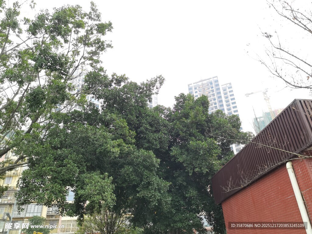 城市中郁郁葱葱的绿树建筑