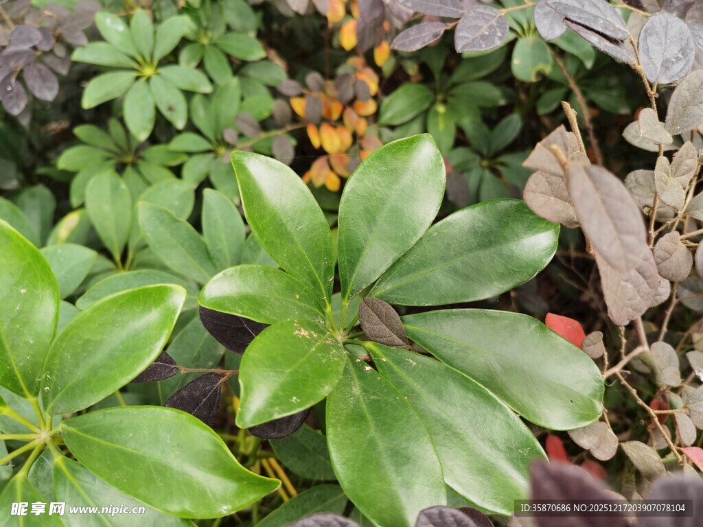 绿叶间多彩植物景观