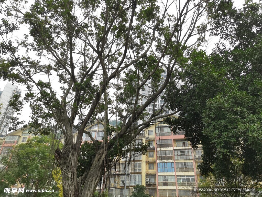 大树旁的现代建筑景观