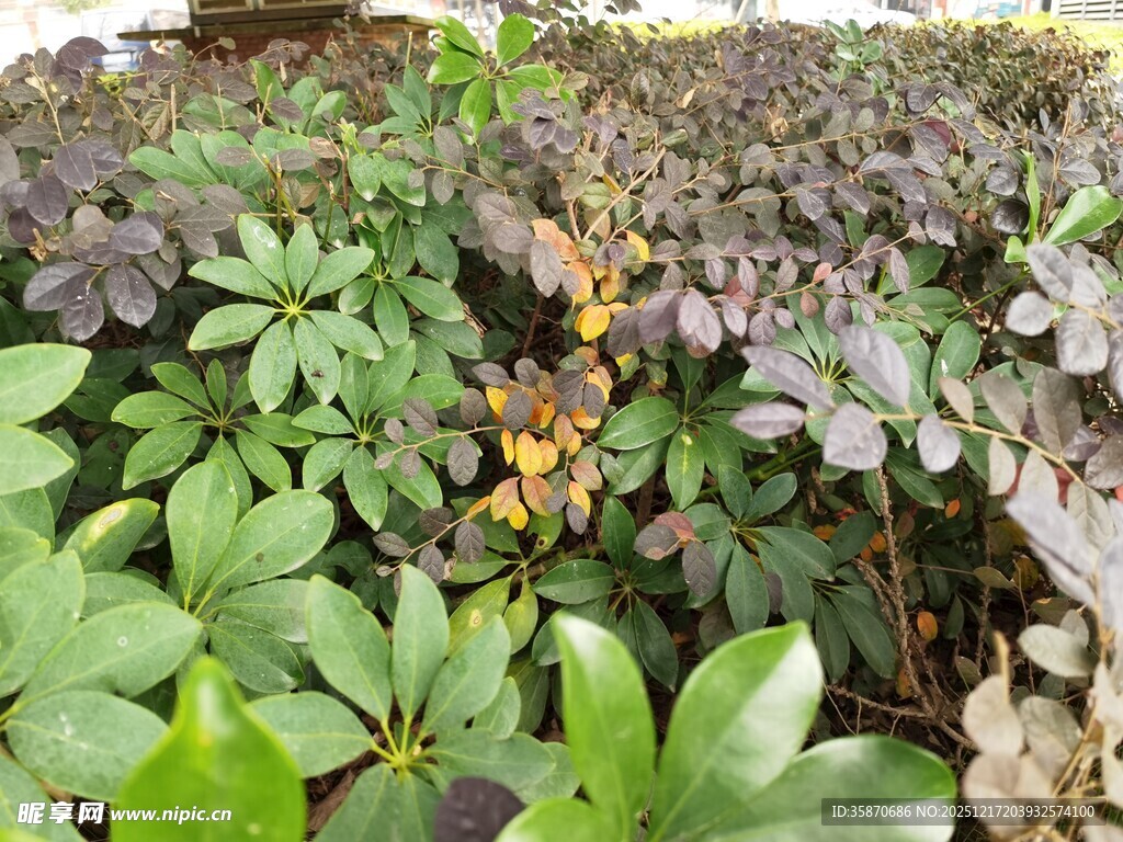 多彩植物叶片特写