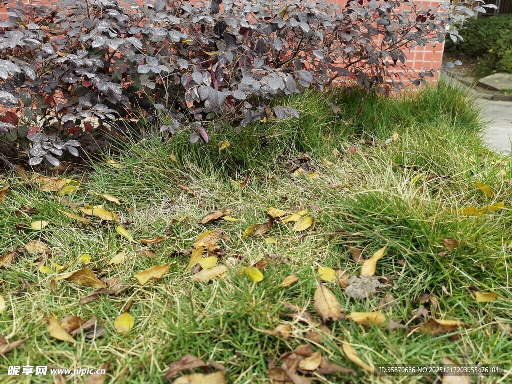 秋日草地落叶景致