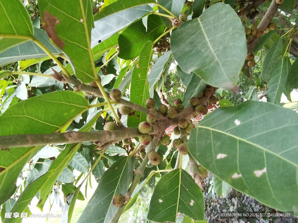 绿叶繁茂的植物枝干