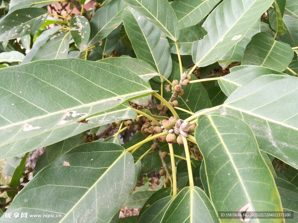 绿叶繁茂的植物特写