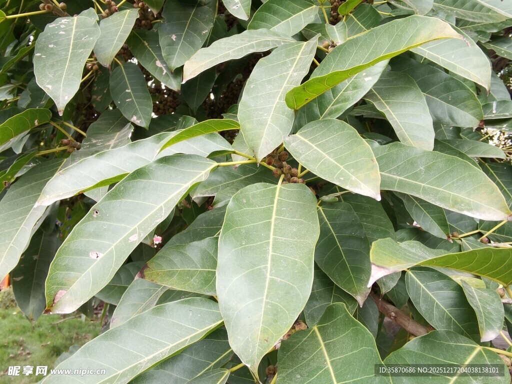 绿叶繁茂的植物特写