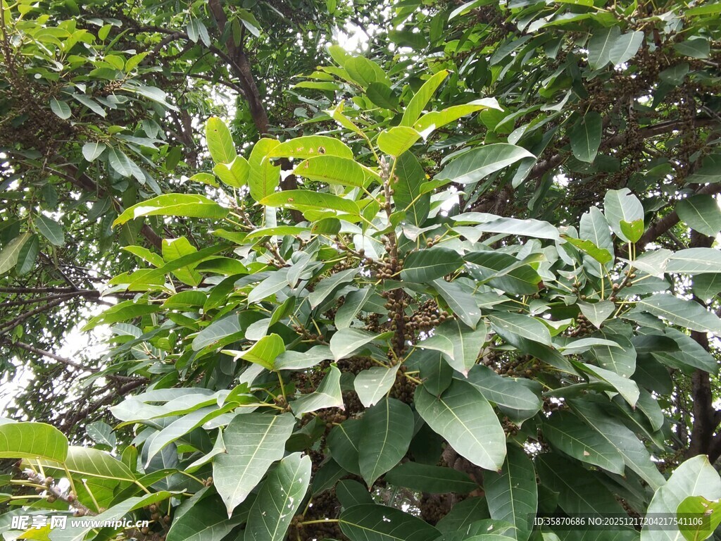 繁茂绿植展现自然生机