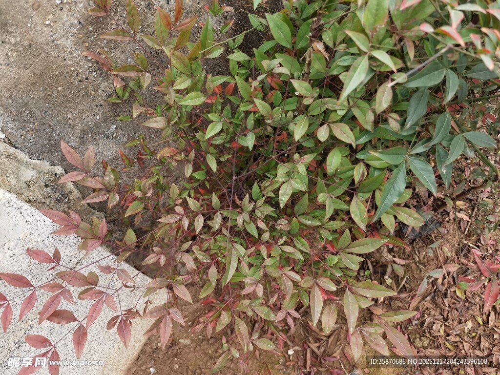 绿叶红边植物景观