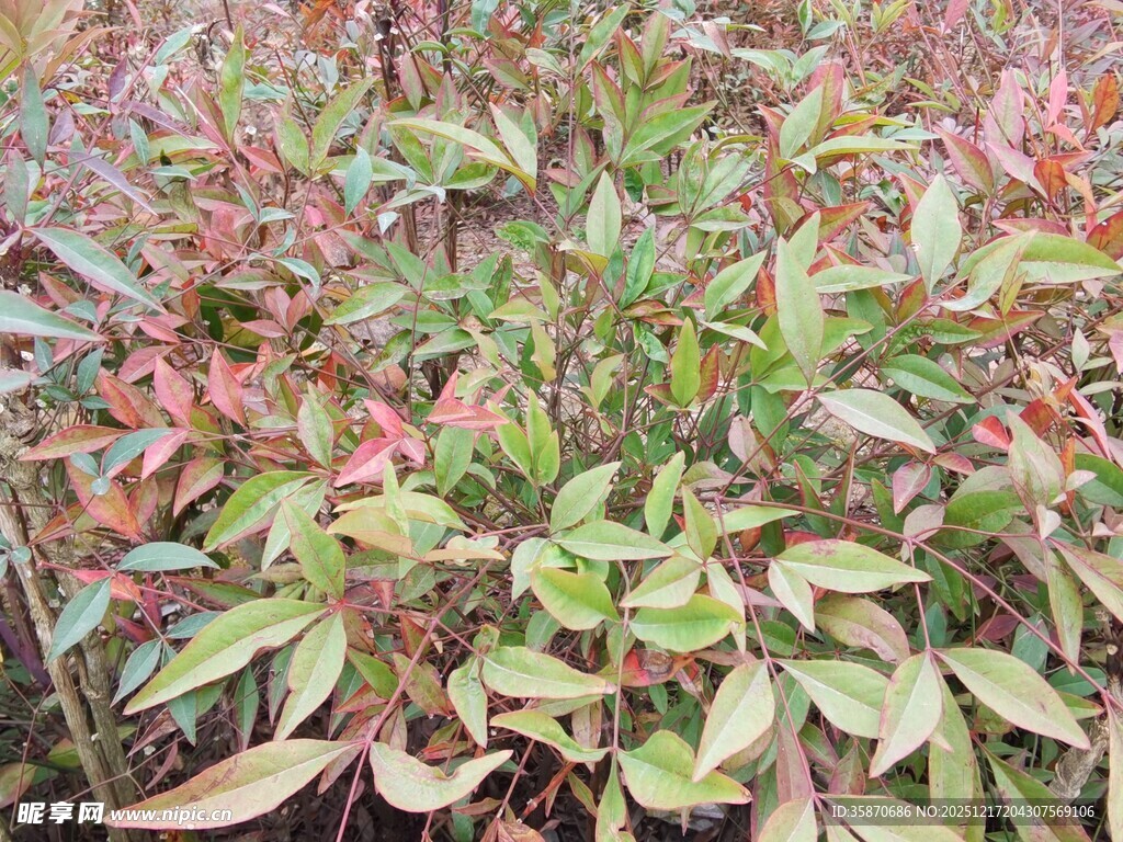 多彩叶片植物特写