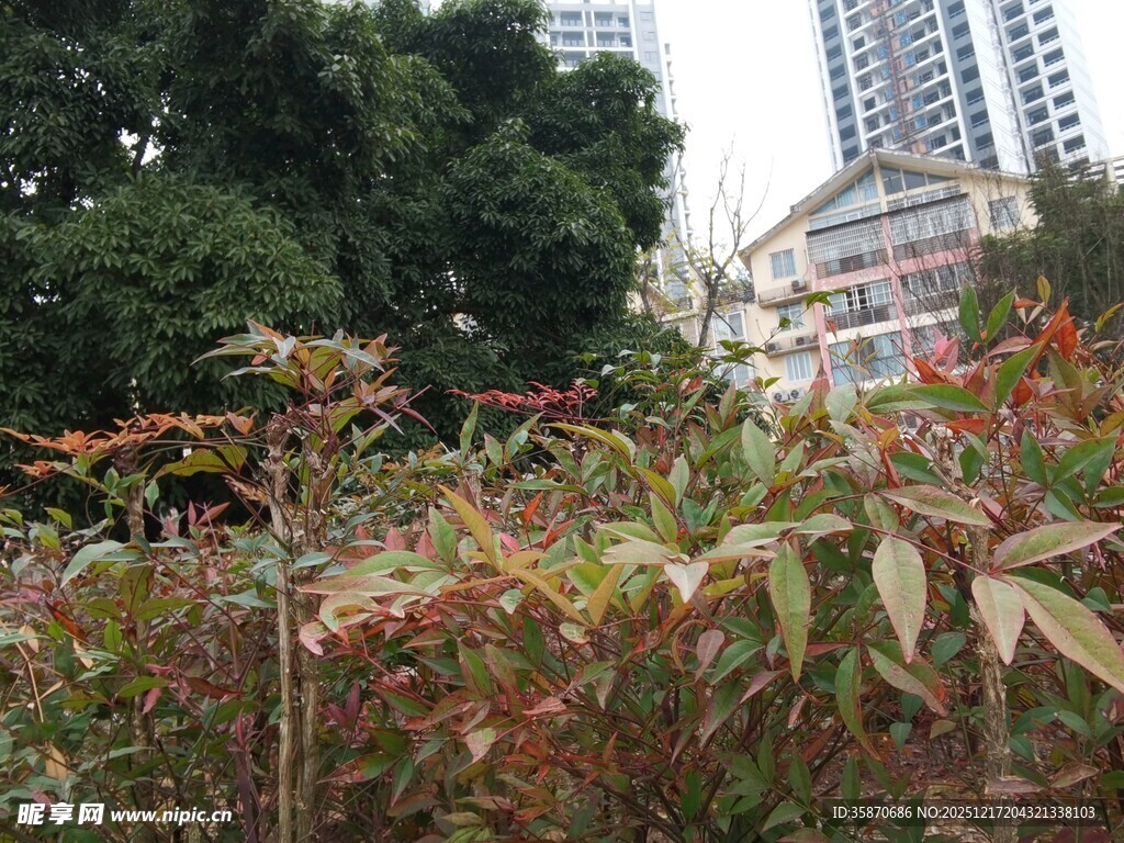 城市中繁茂的多彩植物