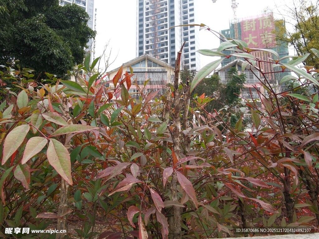 城市中的多彩植物景观