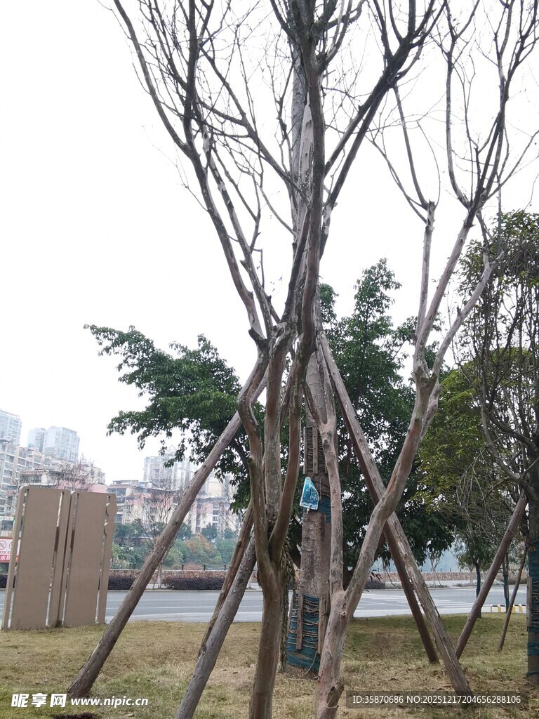 树木支撑保护场景