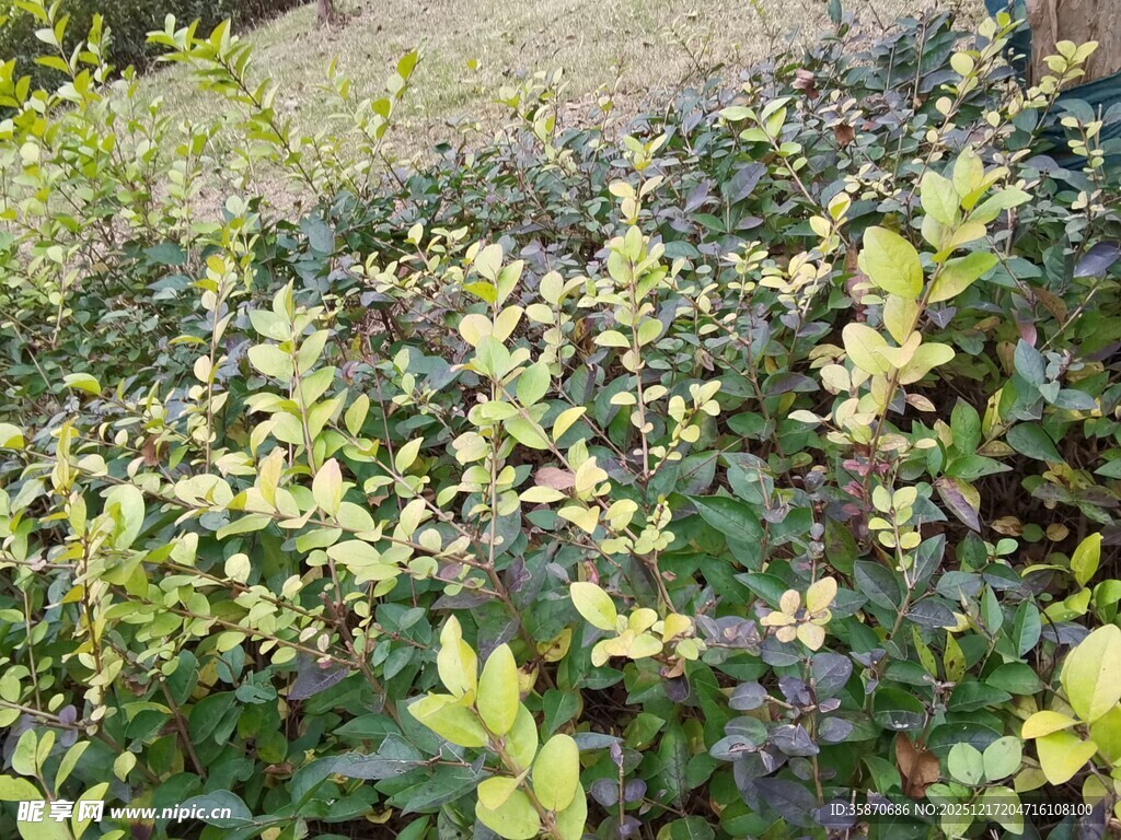 绿叶繁茂的植物景观