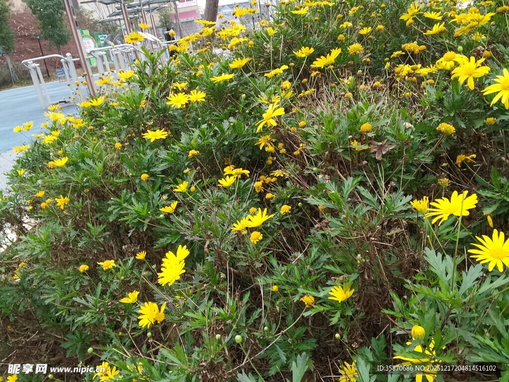 黄色花丛绽放生机