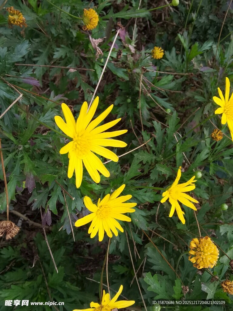 野外绽放的黄色小花