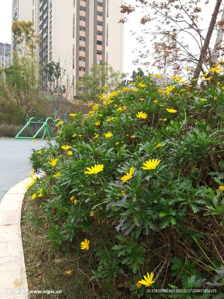 路边绽放的黄色小花