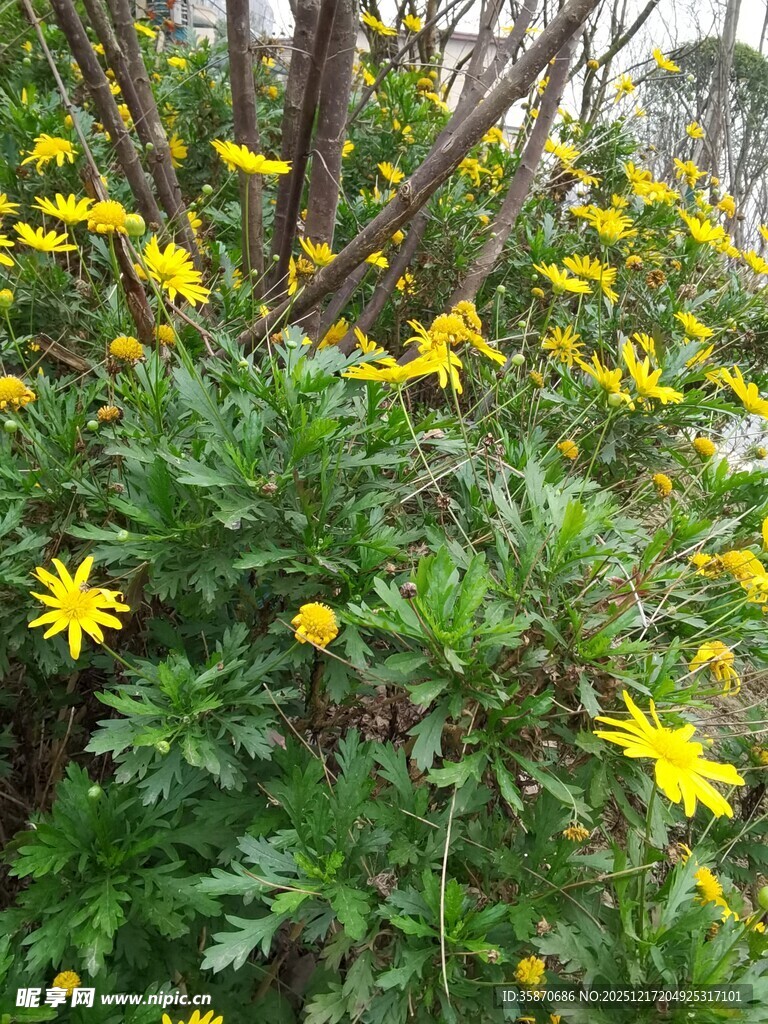 绽放的黄色小野花