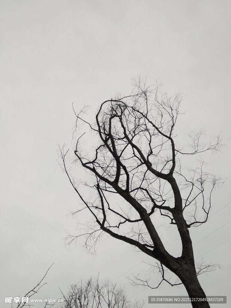 枯树挺立尽显萧瑟之态