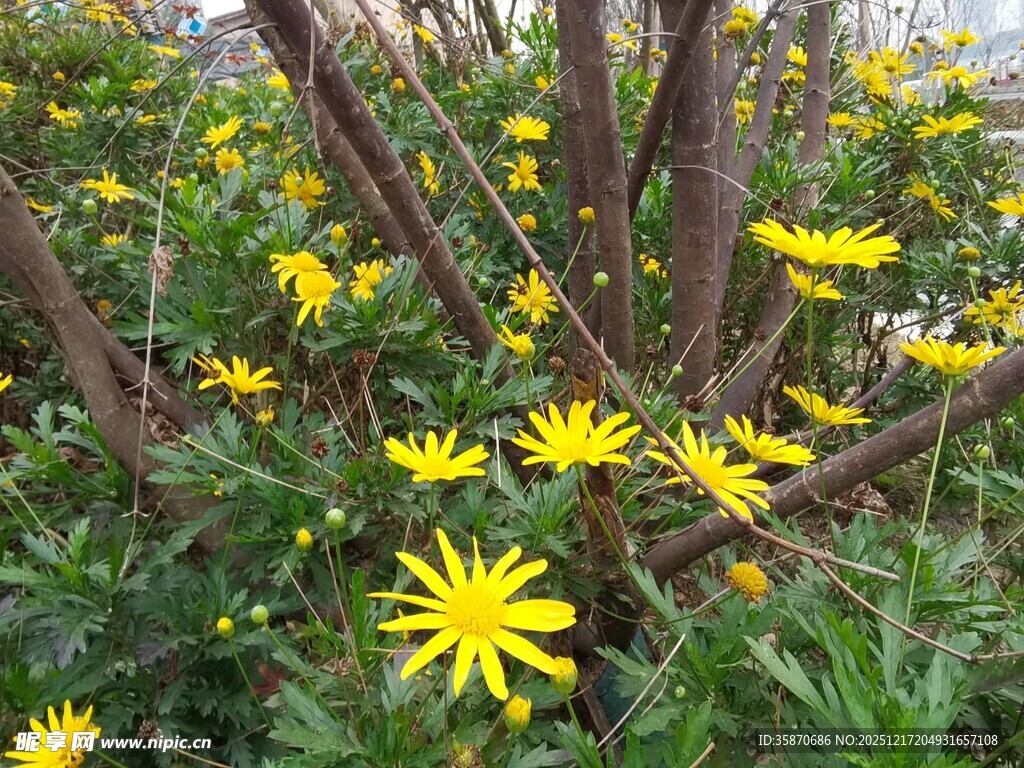 黄色小花绽放于绿植间