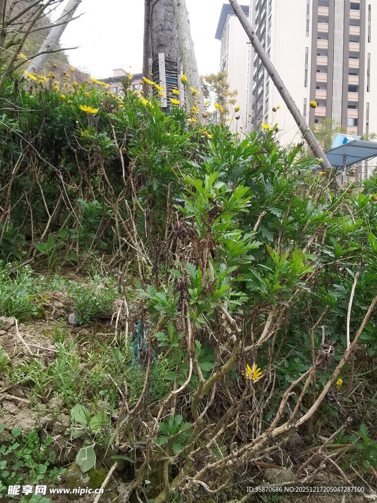 城市中繁茂的野生植物