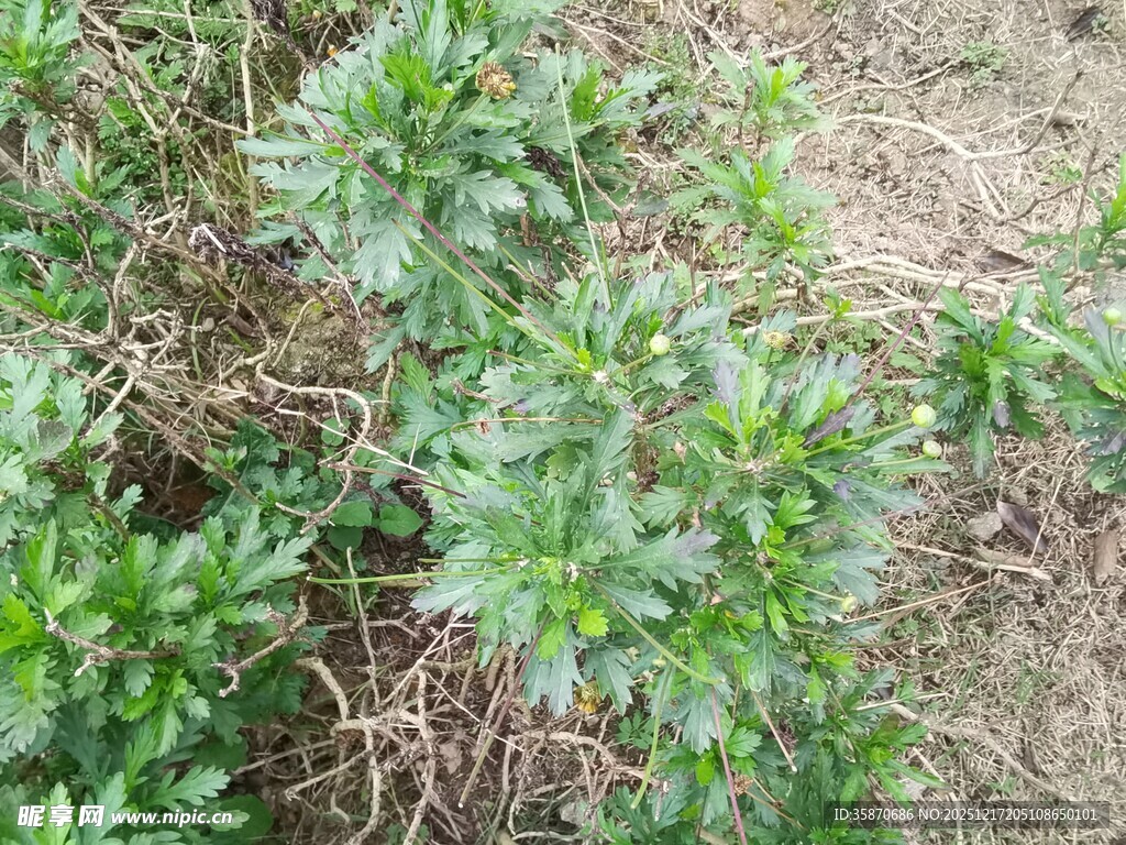 野外生长的带刺绿色植物