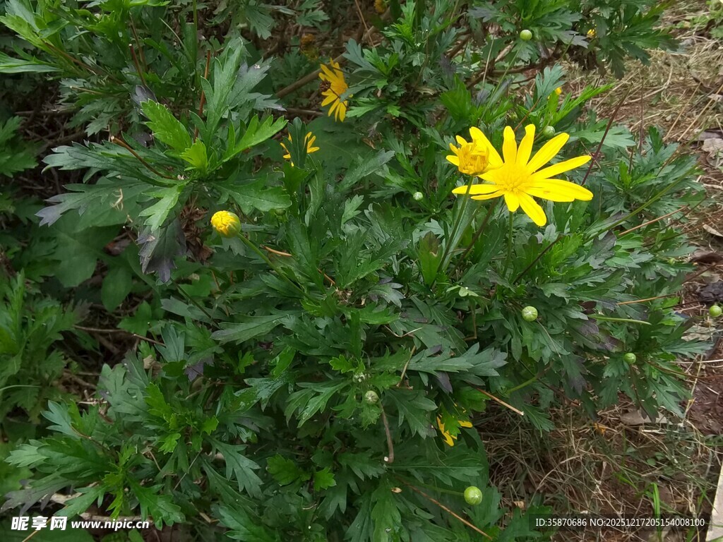 绿叶丛中的黄色小花