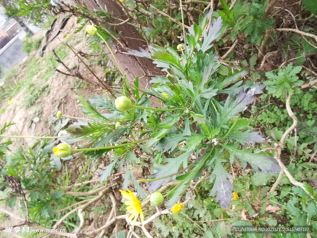 野外生长的黄色小花植物