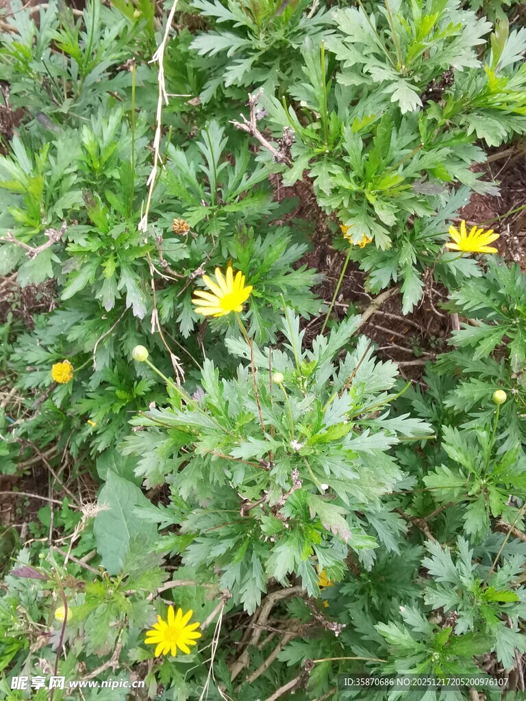 草丛中的黄色小花