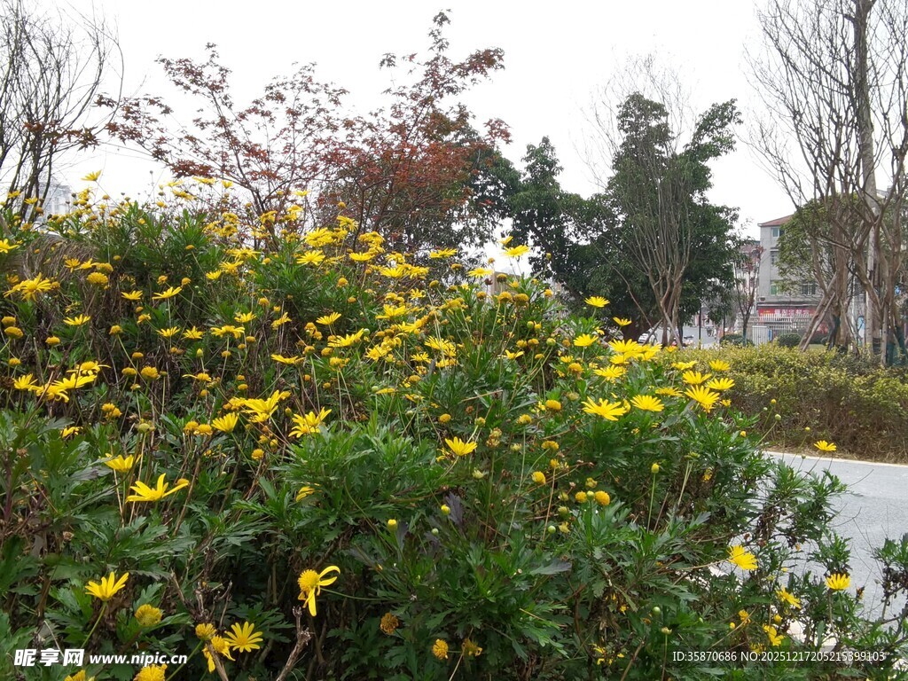 春日绽放的灿烂黄色花卉