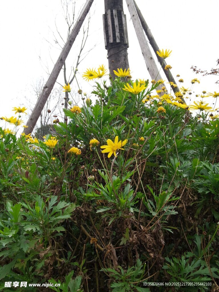 铁架下绽放的黄色小花