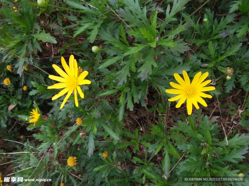 两朵黄色小花绽放绿叶间