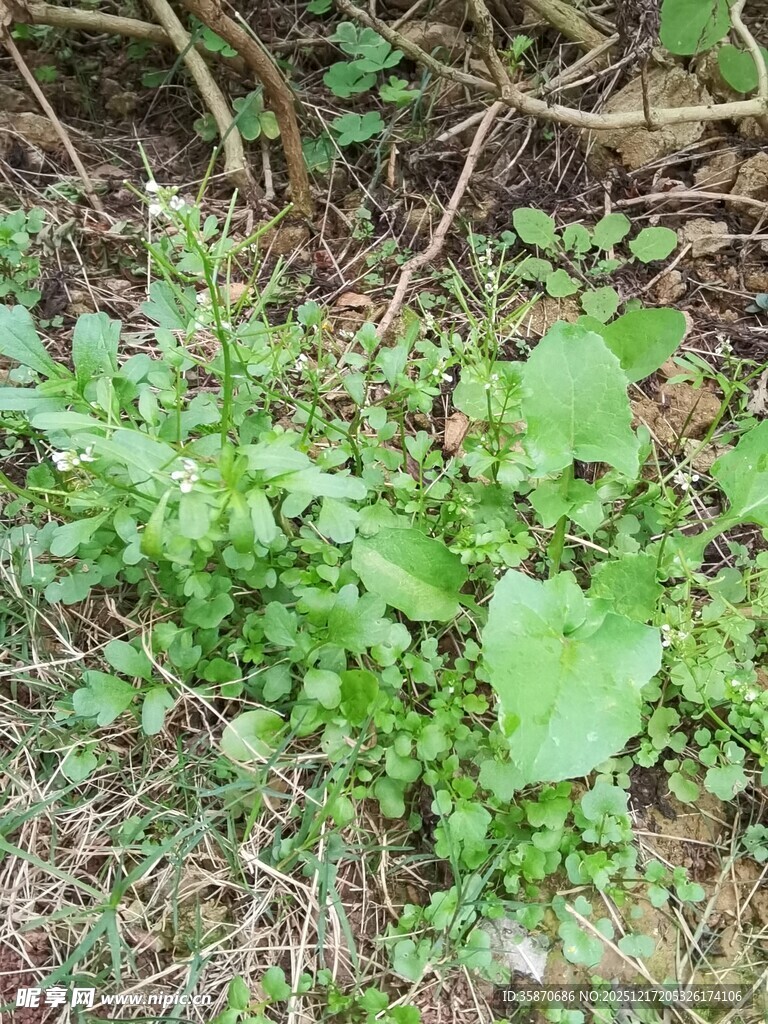 地面生长的嫩绿植物