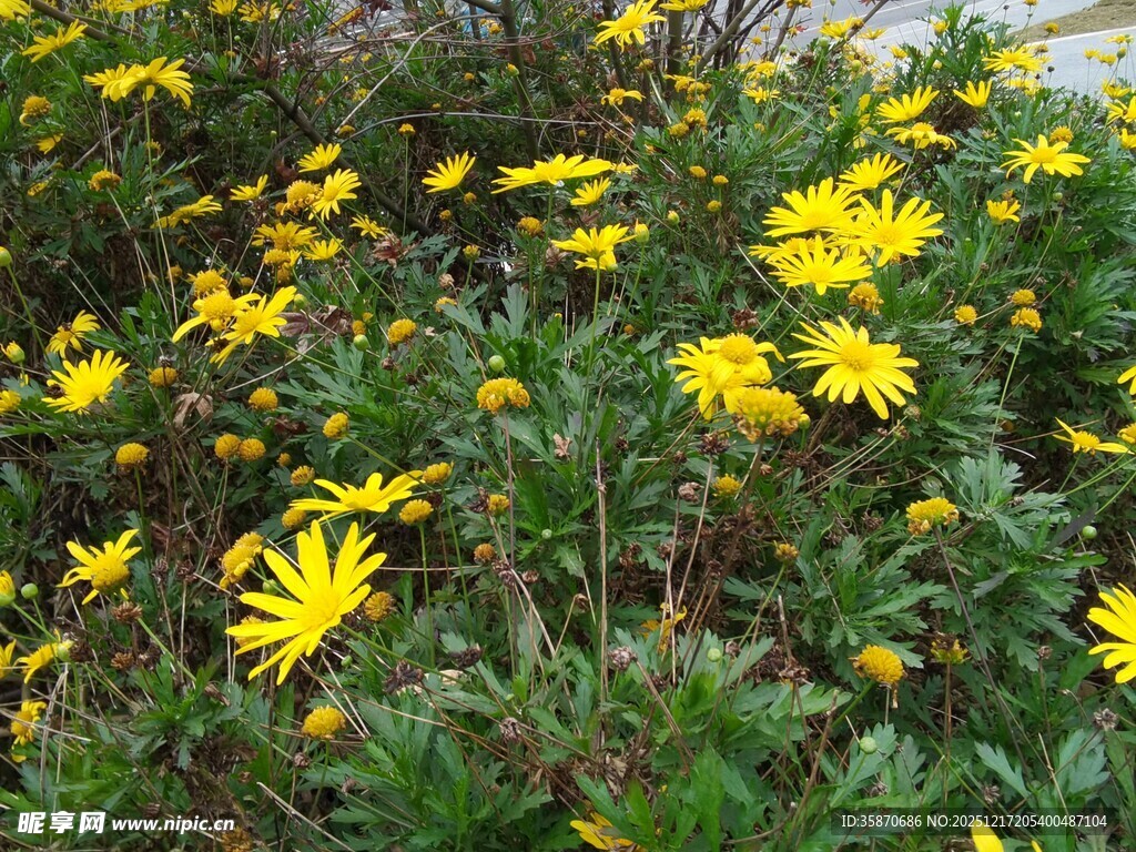 金黄灿烂的小菊花绽放