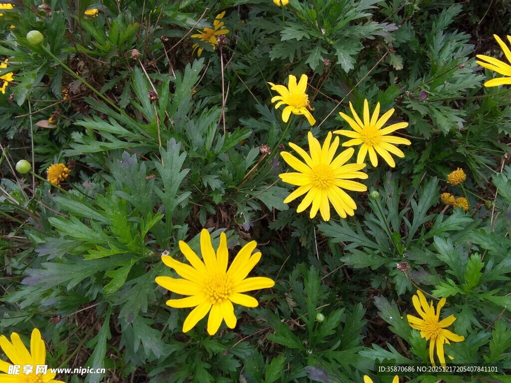 黄色小花绽放绿叶间
