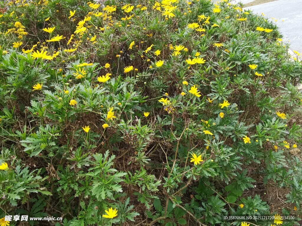 繁茂黄色小花绿植景观